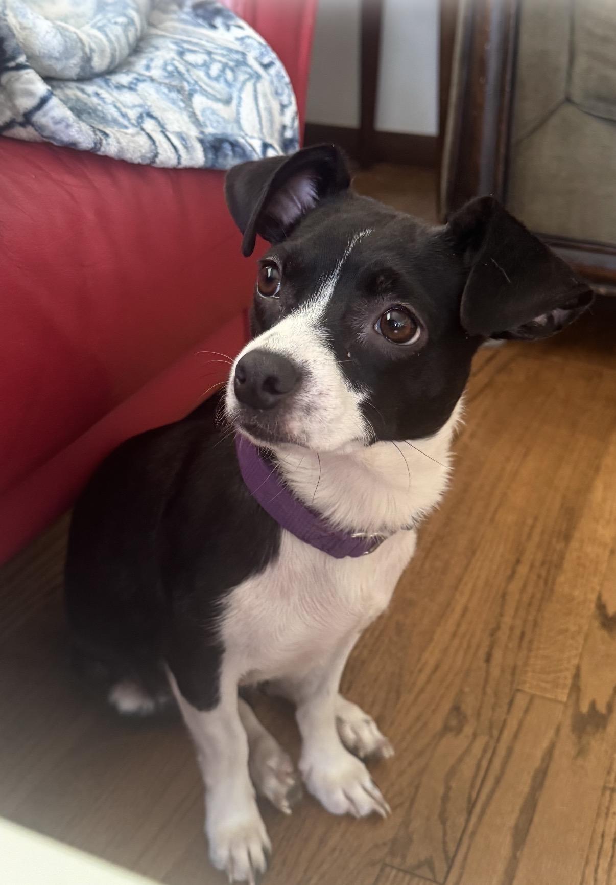 Madeline, an adopted mixed breed in South Saint Paul, MN image 3/5