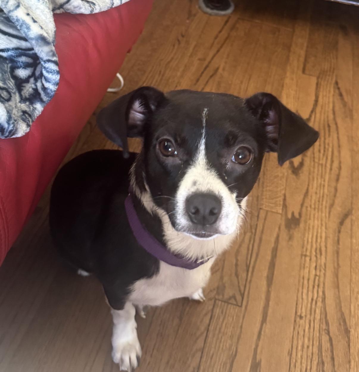 Madeline, adopted, Young Female Chiweenie & Rat Terrier.