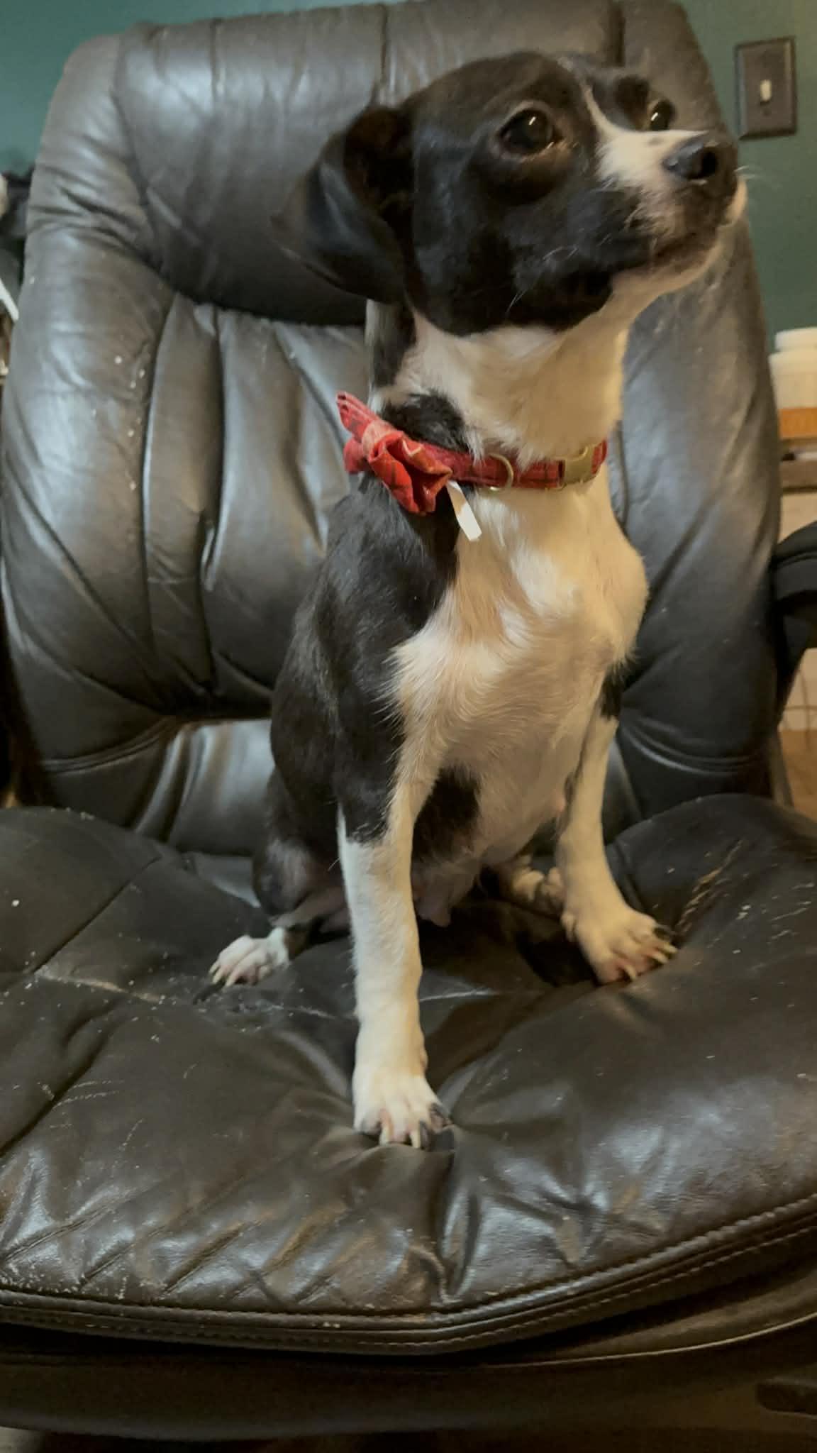 Madeline, an adopted mixed breed in South Saint Paul, MN image 4/5