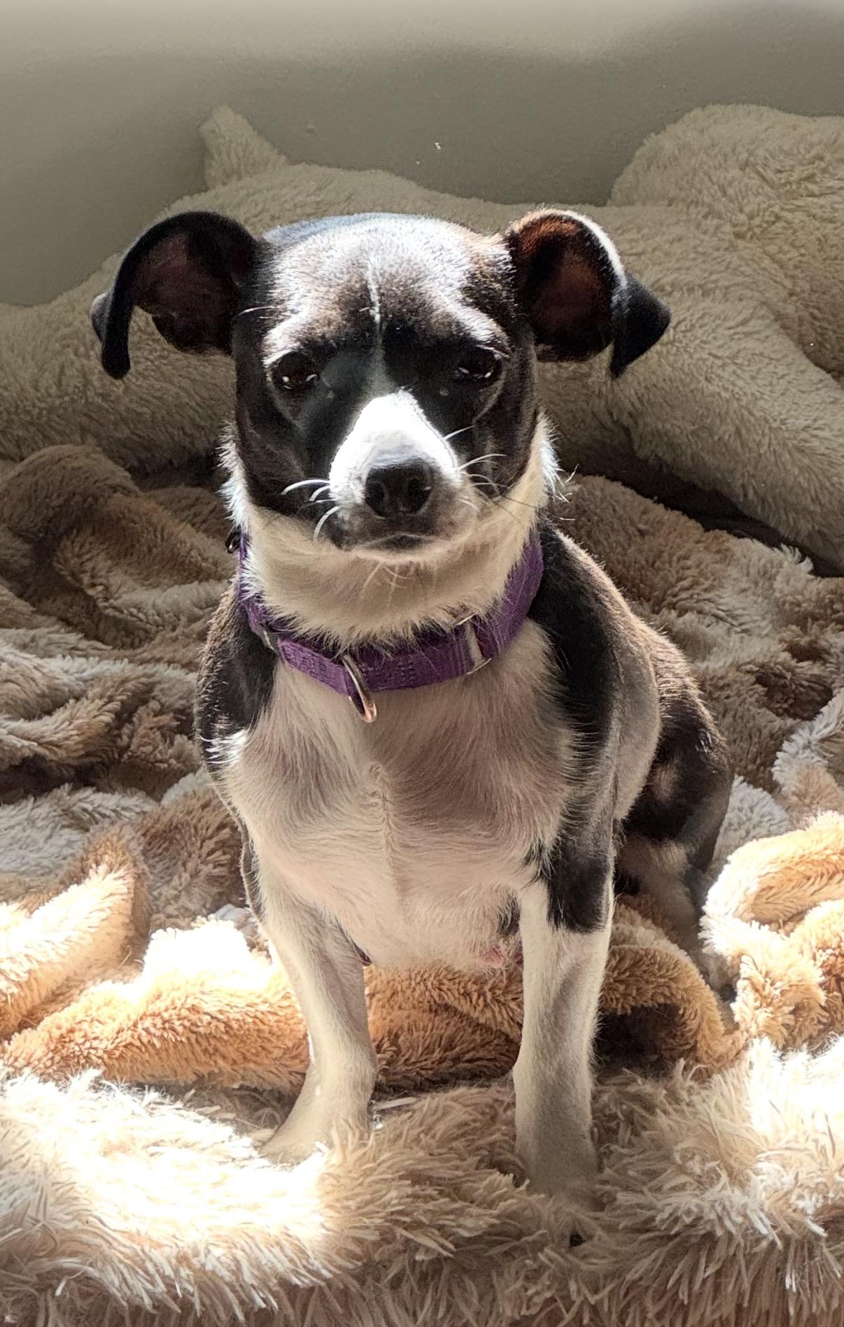 Madeline, an adopted mixed breed in South Saint Paul, MN image 2/5