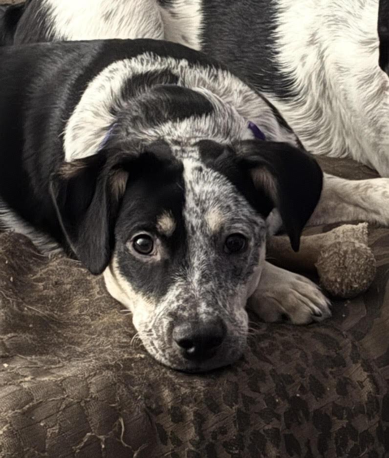 Enlarge C.C., a Adoptable mixed breed in Chattanooga, TN image 2/3