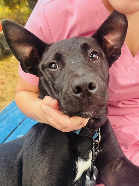 Nash, a Adoptable mixed breed in Towanda, PA image 2/3