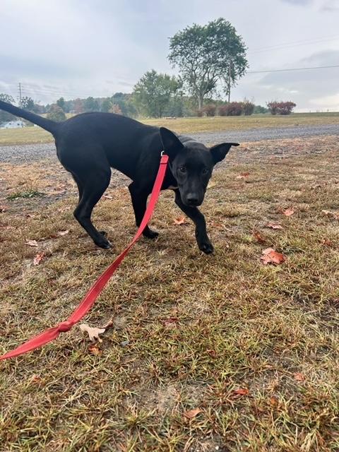 Nash, a Adoptable mixed breed in Towanda, PA image 3/3