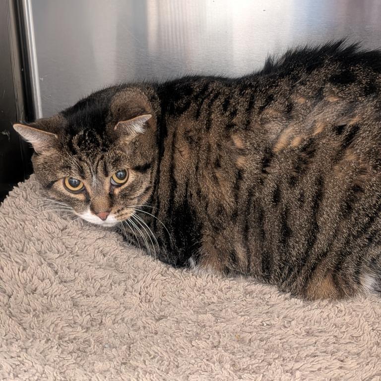 Moon, Adoptable, Adult Male Domestic Short Hair.