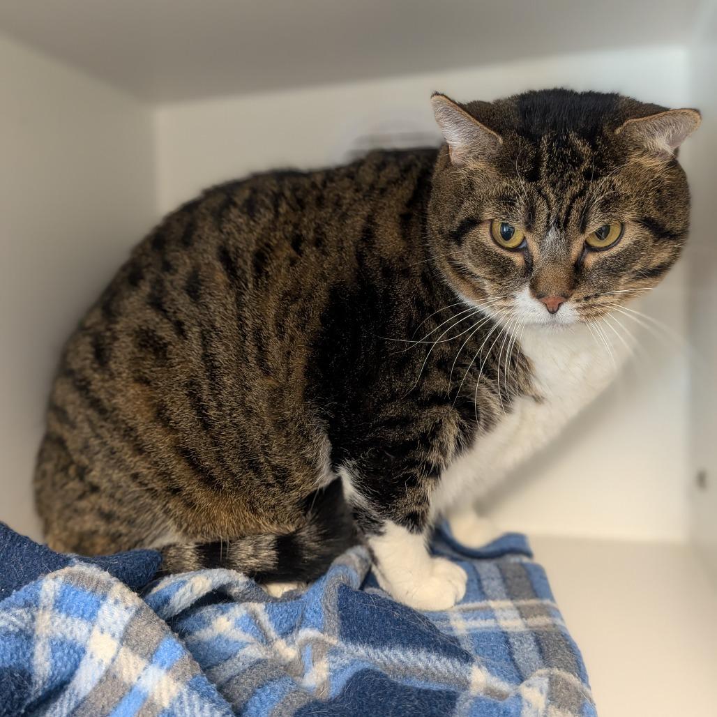 Moon, Adoptable, Adult Male Domestic Short Hair.