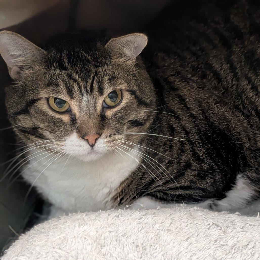 Enlarge Moon, a Adoptable Domestic Short Hair in Prairie du Chien, WI image 2/2