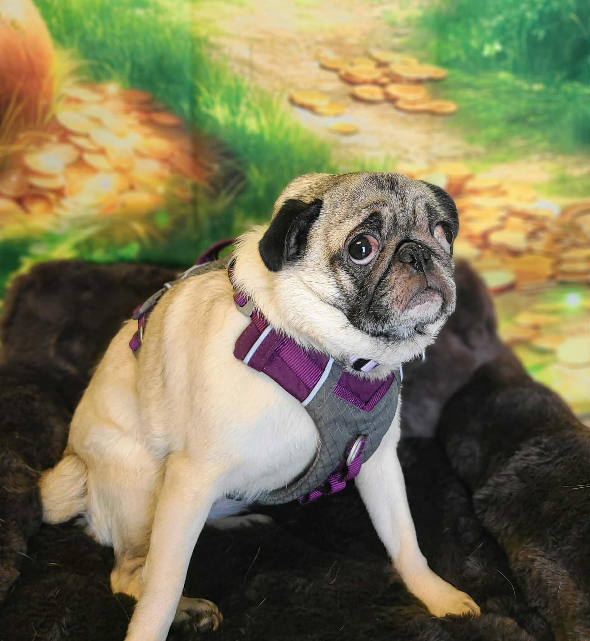 Minnie — thumbnail 2