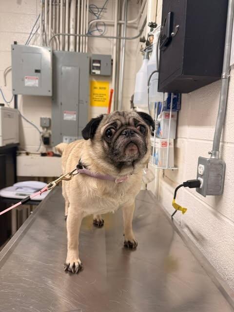 Minnie — thumbnail 3