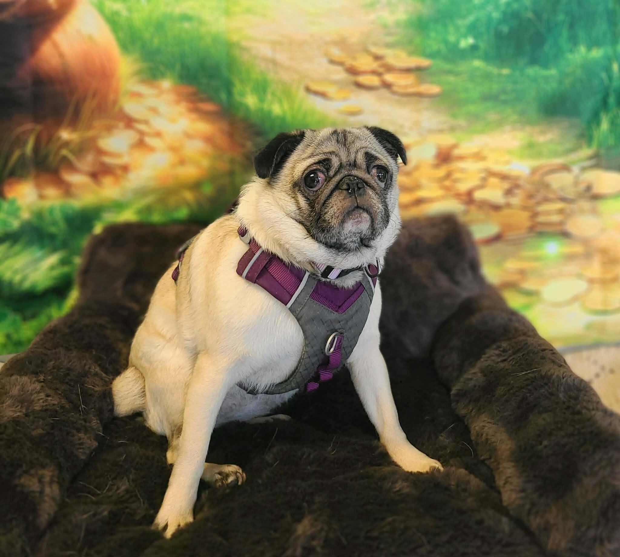 Minnie — thumbnail 4