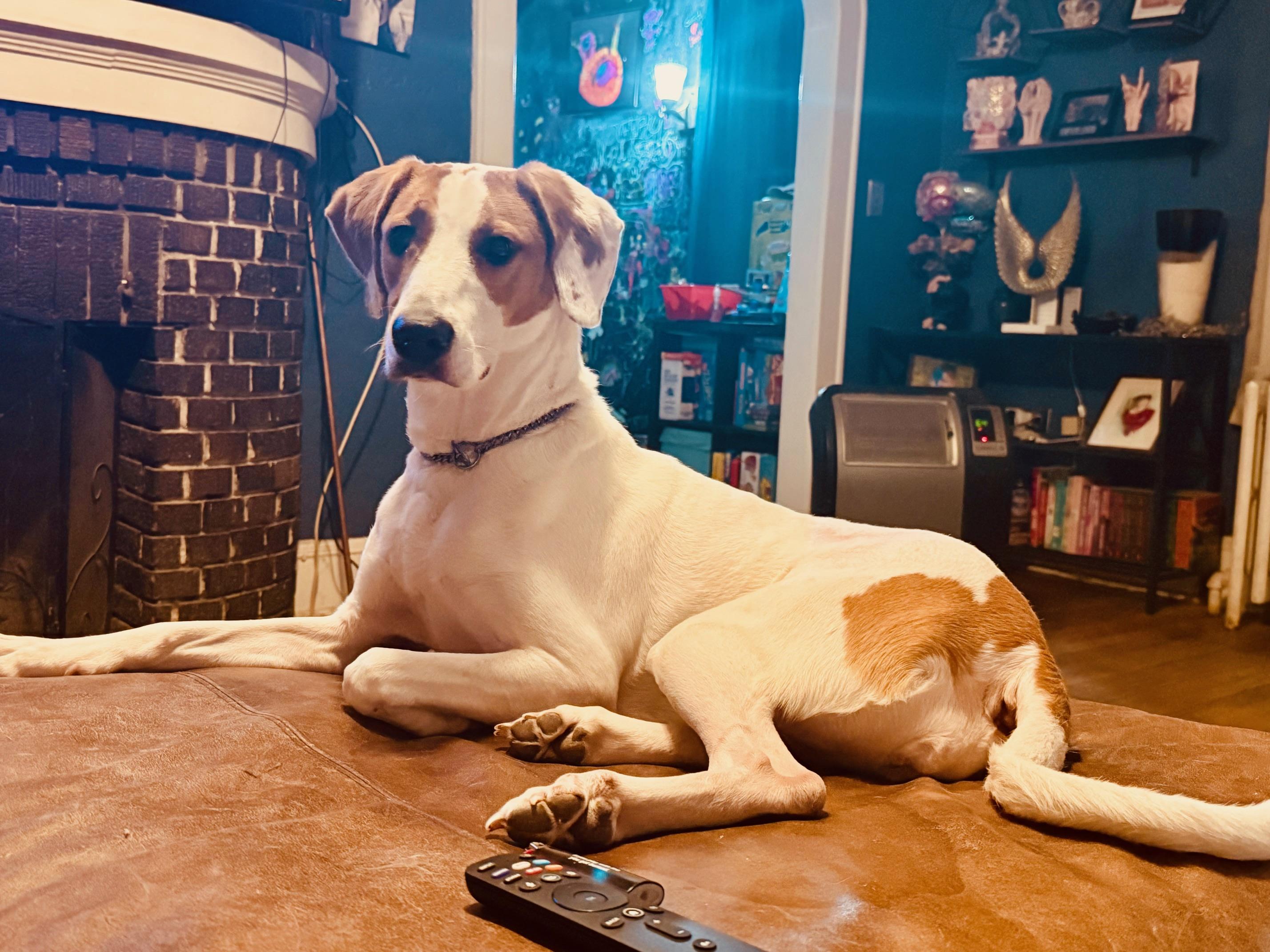 COURTESY POST FOR WASA:  Ginger, Adoptable, Adult Female Hound.