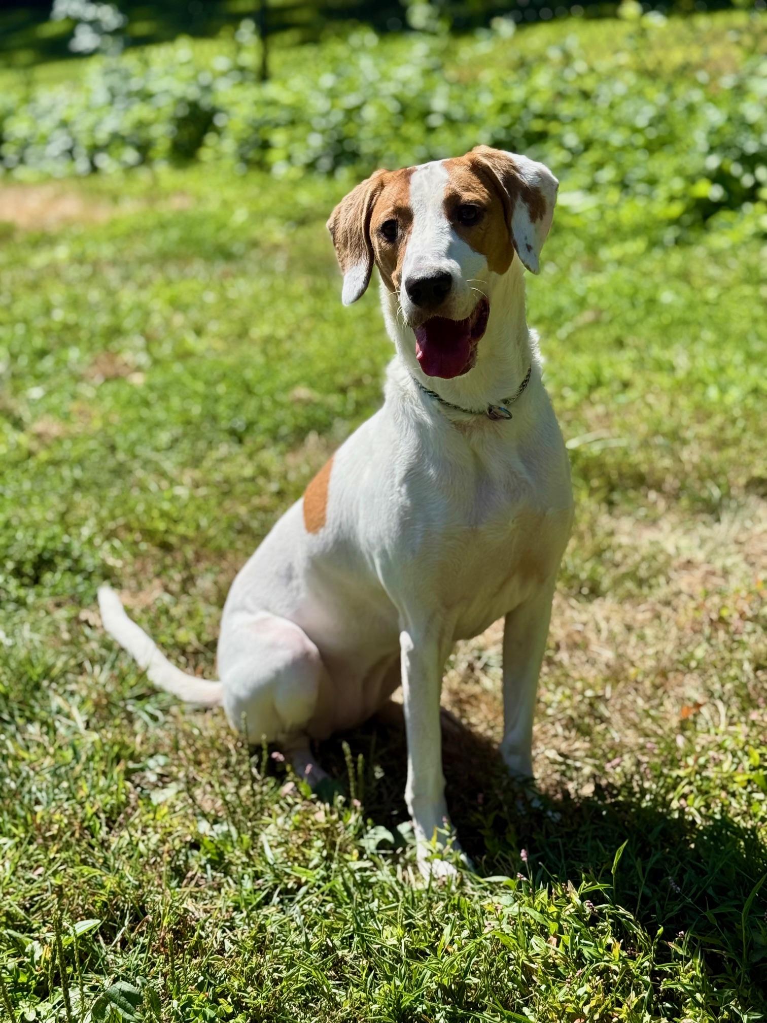 COURTESY POST FOR WASA:  Ginger