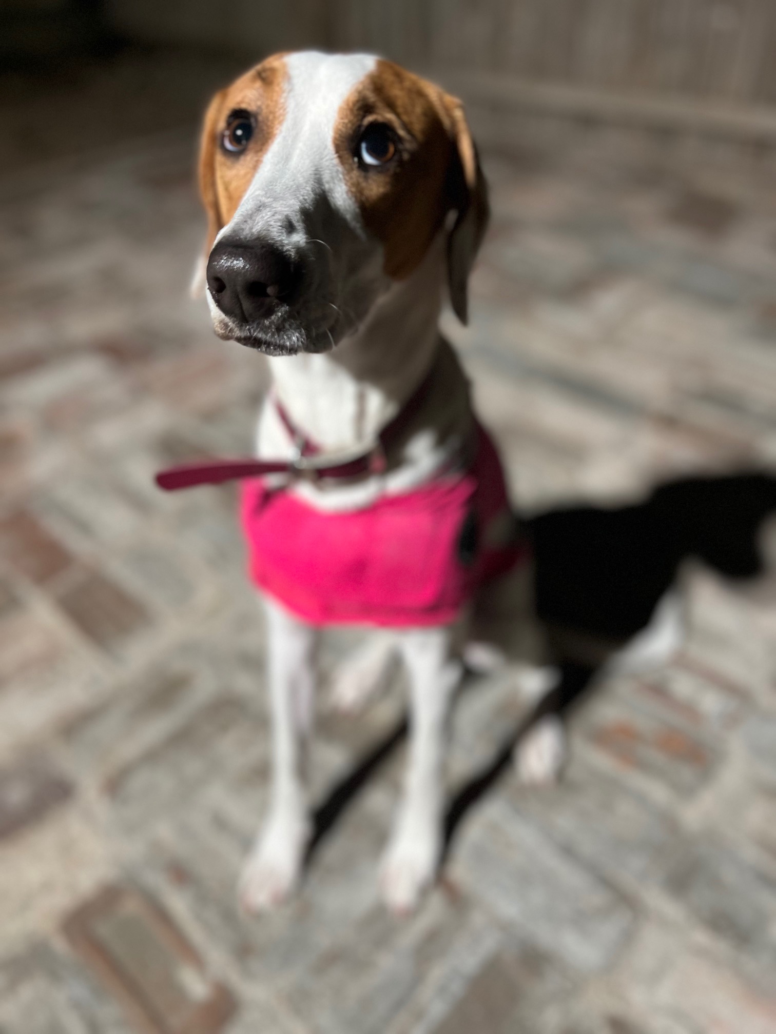 COURTESY POST FOR WASA: Ginger, a Adoptable mixed breed image 1/5