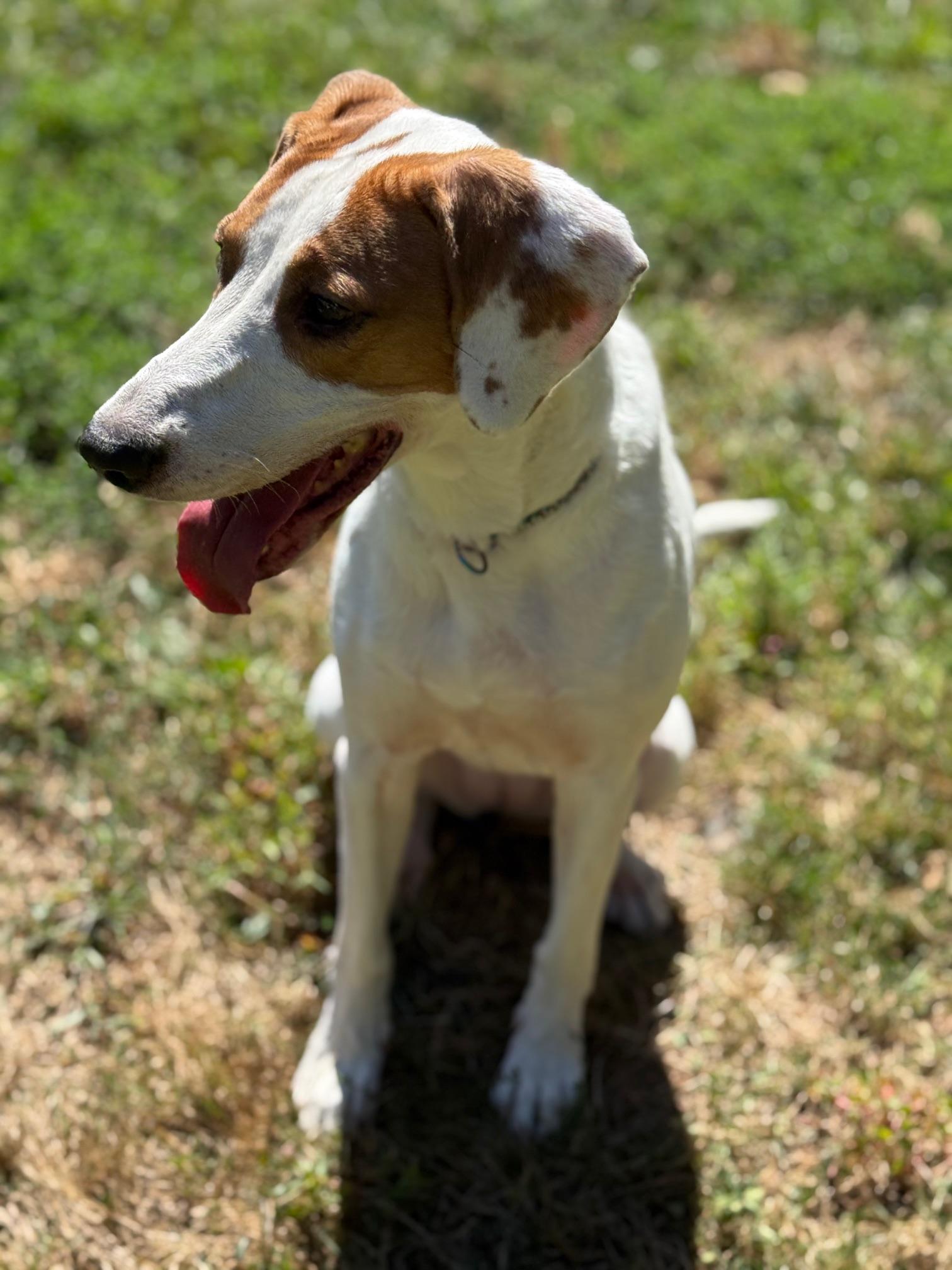 COURTESY POST FOR WASA:  Ginger