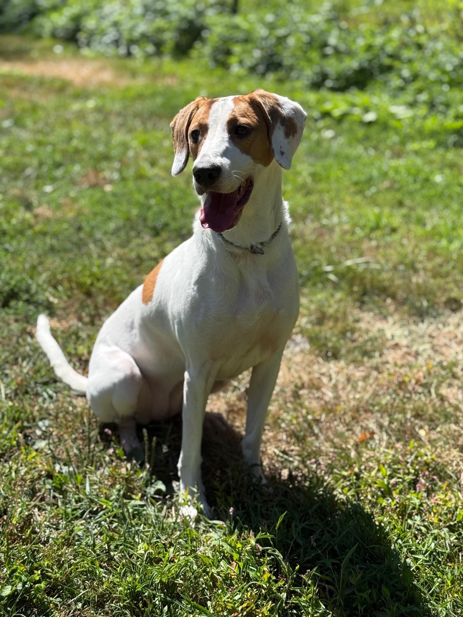 COURTESY POST FOR WASA:  Ginger