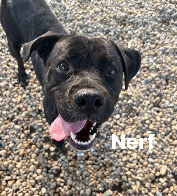 Enlarge NERF, a Adoptable Labrador Retriever in Indianapolis, IN image 1/1