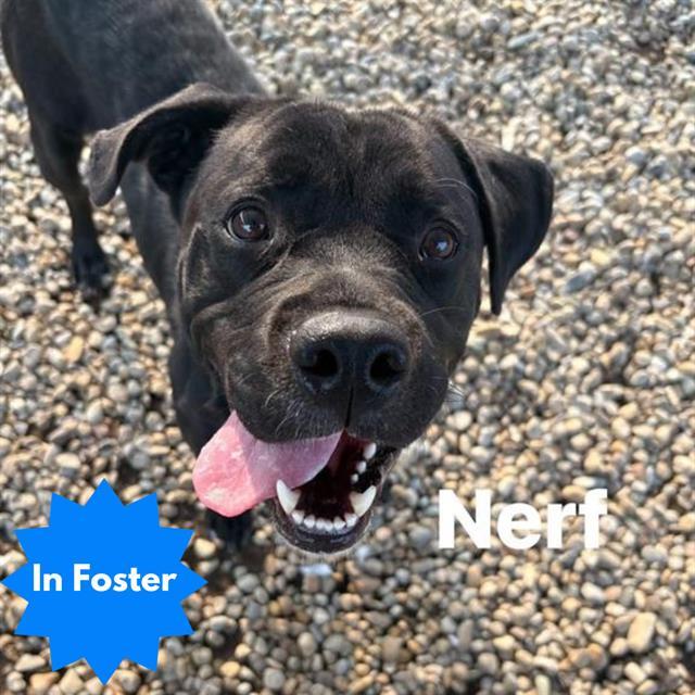 Enlarge NERF, a Adoptable Labrador Retriever in Indianapolis, IN image 1/1