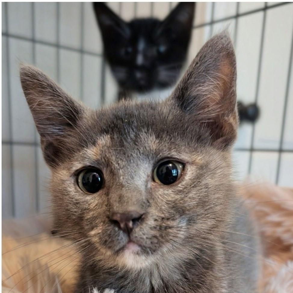 Sugar, ADOPTABLE, Kitten Female Domestic Short Hair.