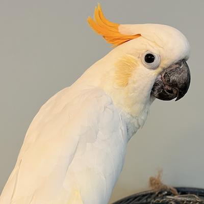 Sonnie, a Adoptable Cockatoo in Alexander, NC image 1/2
