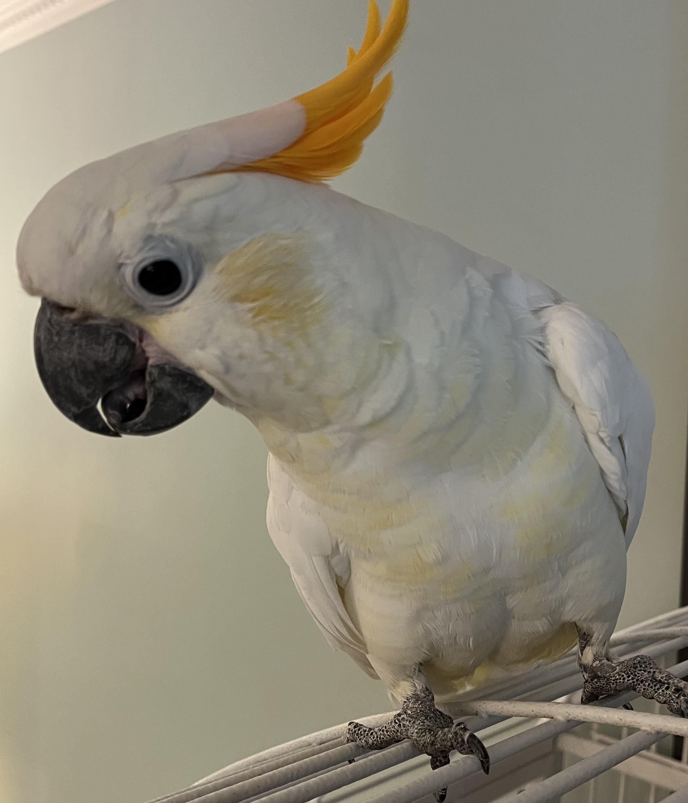 Sonnie, a Adoptable Cockatoo in Alexander, NC image 2/2