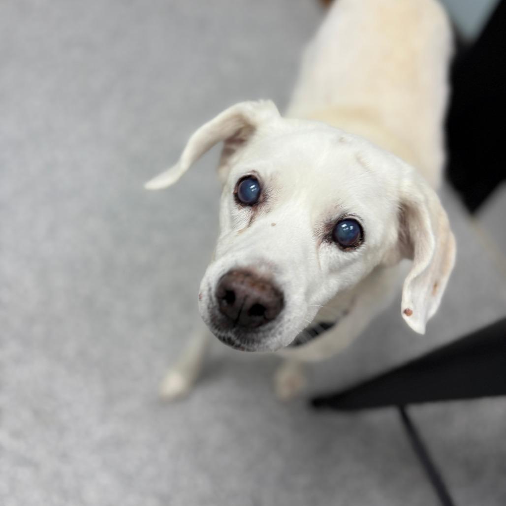 Daisy, Senior Female unknown