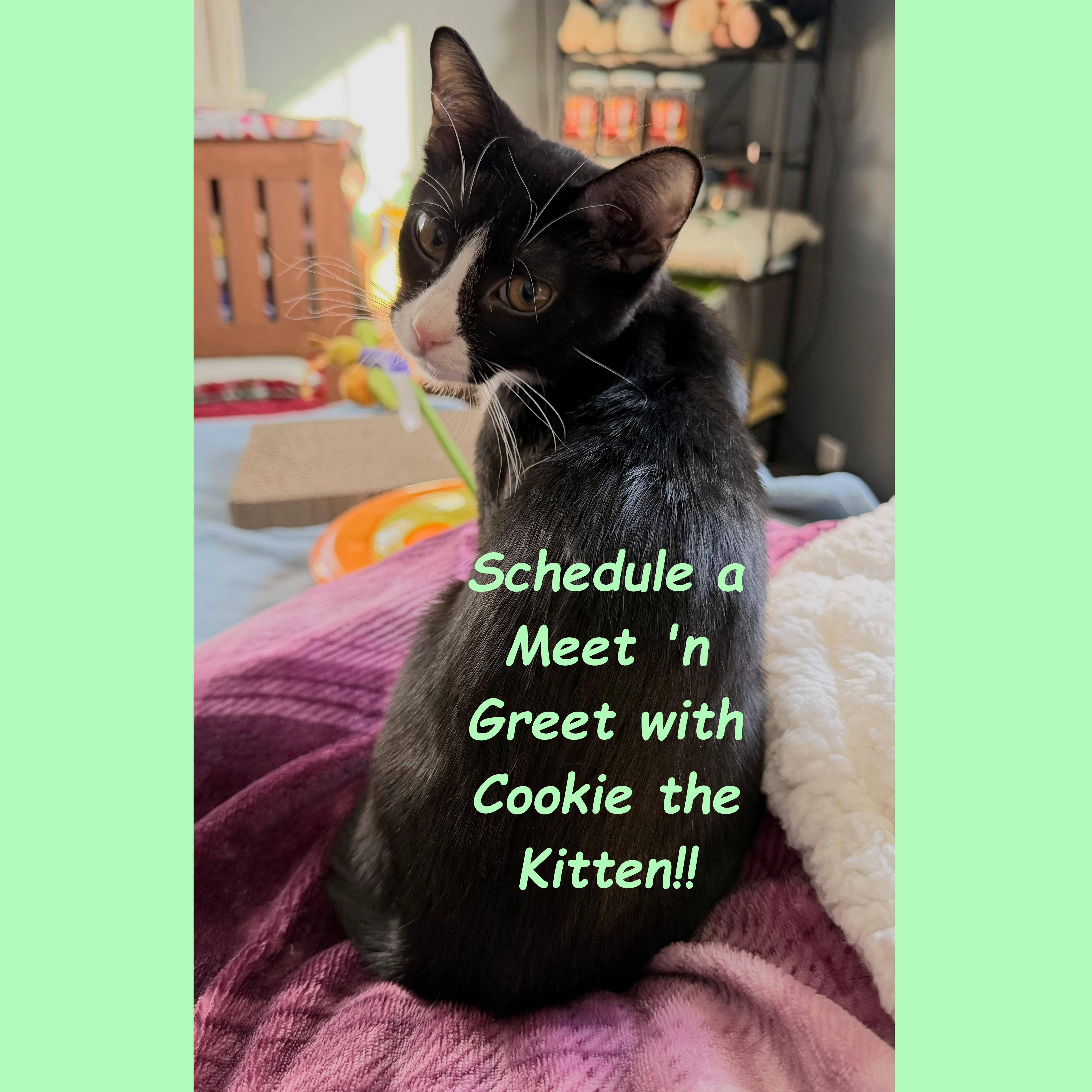 Enlarge Cookie, a Adoptable Domestic Short Hair in Syracuse, NY image 1/5