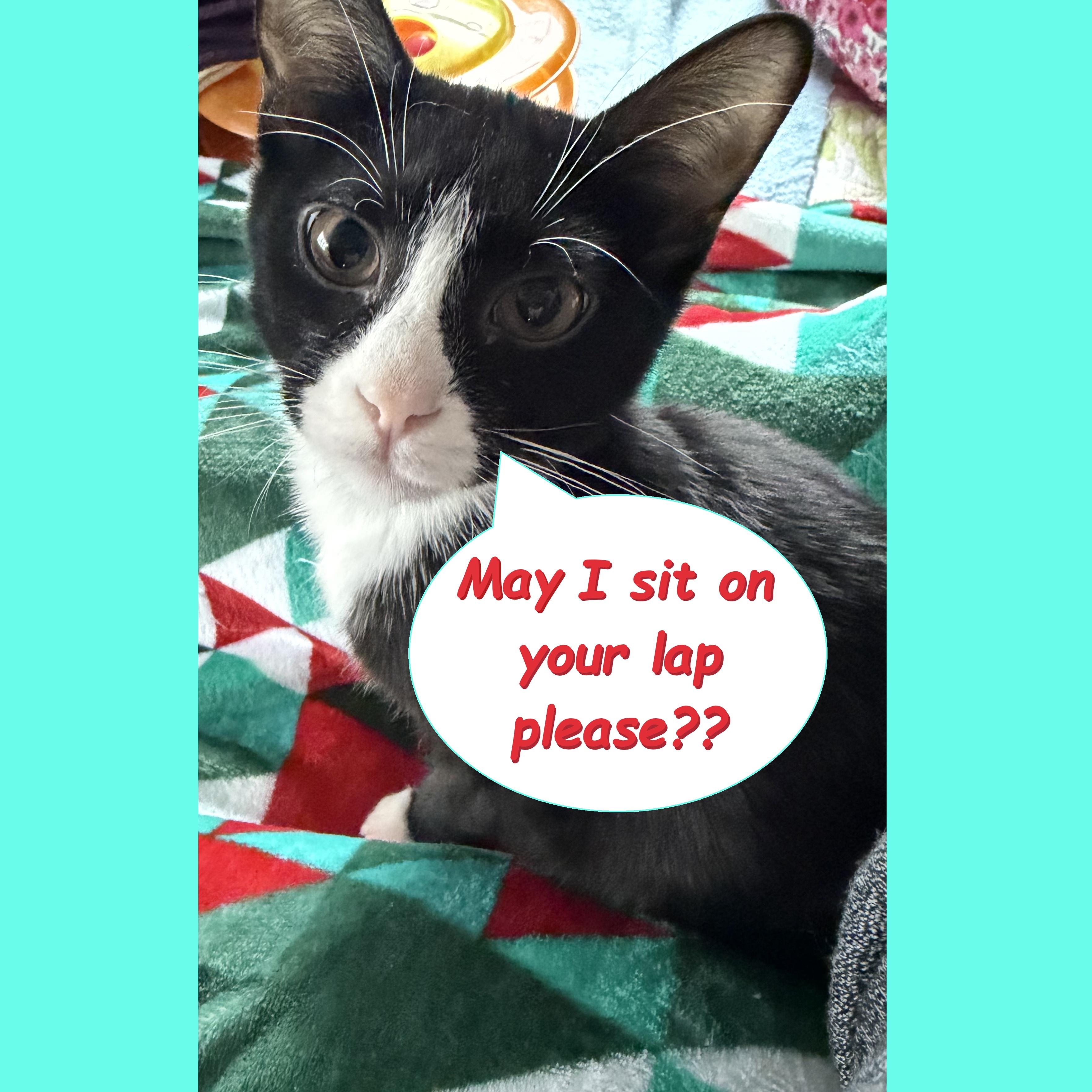 Enlarge Cookie, a Adoptable Domestic Short Hair in Syracuse, NY image 3/5