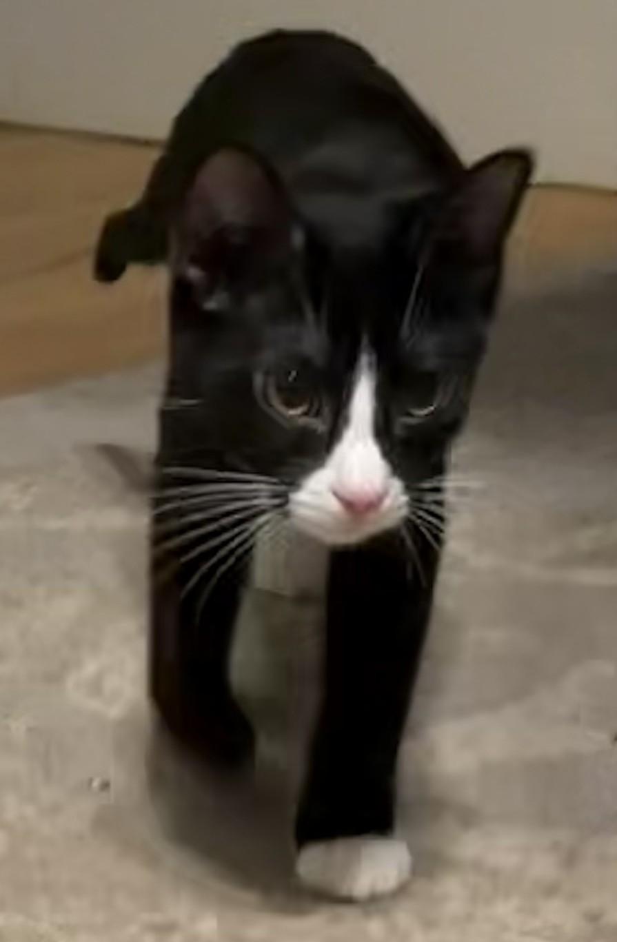 Enlarge Cookie, a Adoptable Domestic Short Hair in Syracuse, NY image 5/5