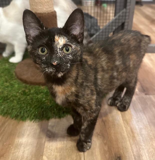 Sersi, Adopted, Kitten Female Domestic Short Hair.