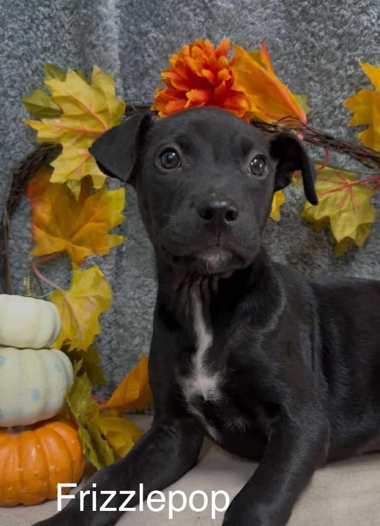 Frizzle Pop, Adoptable, Puppy Male Labrador Retriever.