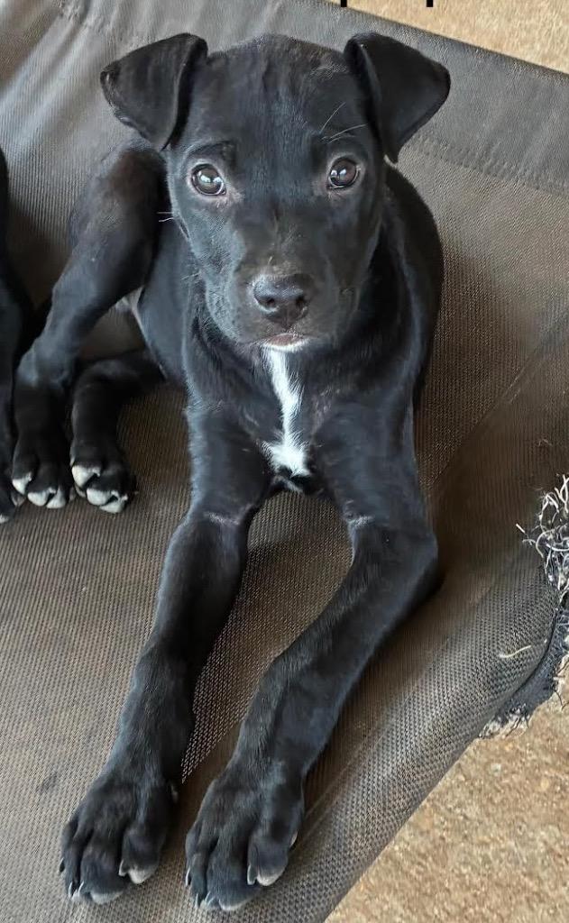 Enlarge Frizzle Pop, a Adoptable mixed breed in North Syracuse, NY image 2/2