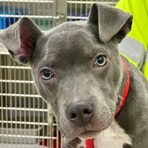 Enlarge Kiori- #50441, a ADOPTABLE Pit Bull Terrier in Columbia, MD image 1/1