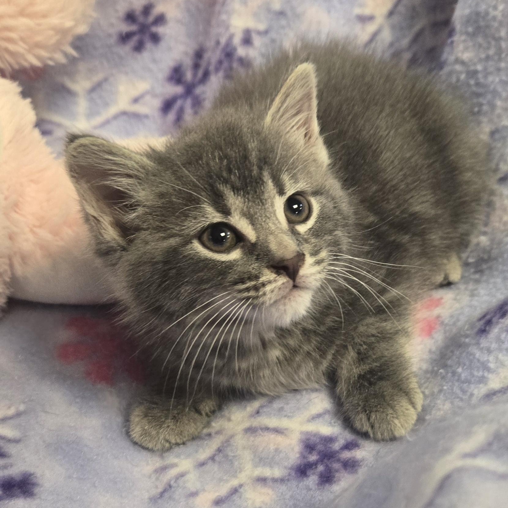 Enlarge Dru, a Adopted Domestic Long Hair in Xenia , OH image 1/6