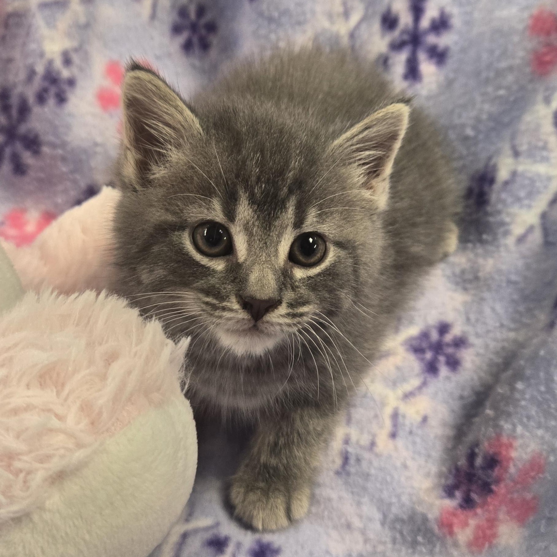 Enlarge Dru, a Adopted Domestic Long Hair in Xenia , OH image 4/6
