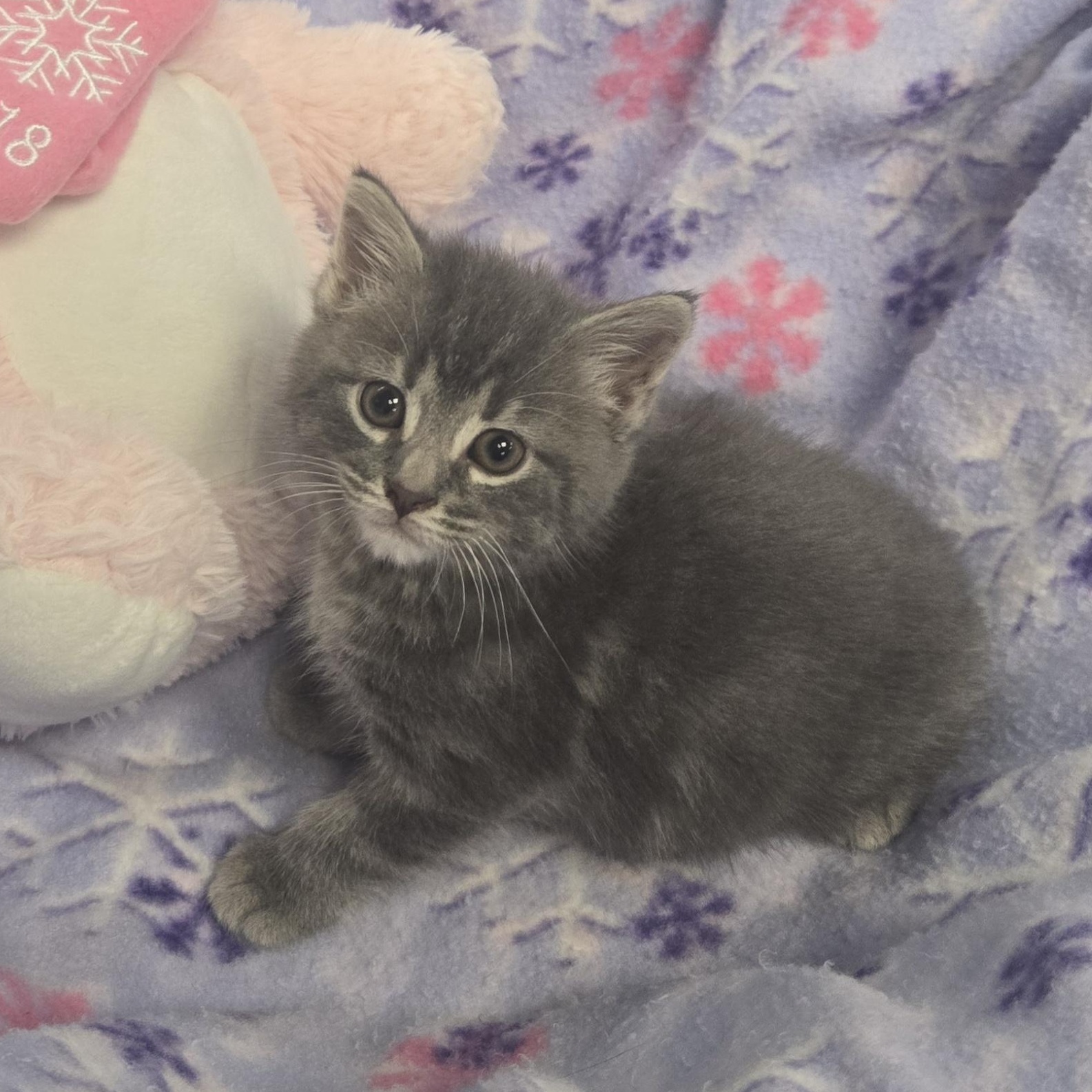 Enlarge Dru, a Adopted Domestic Long Hair in Xenia , OH image 2/6