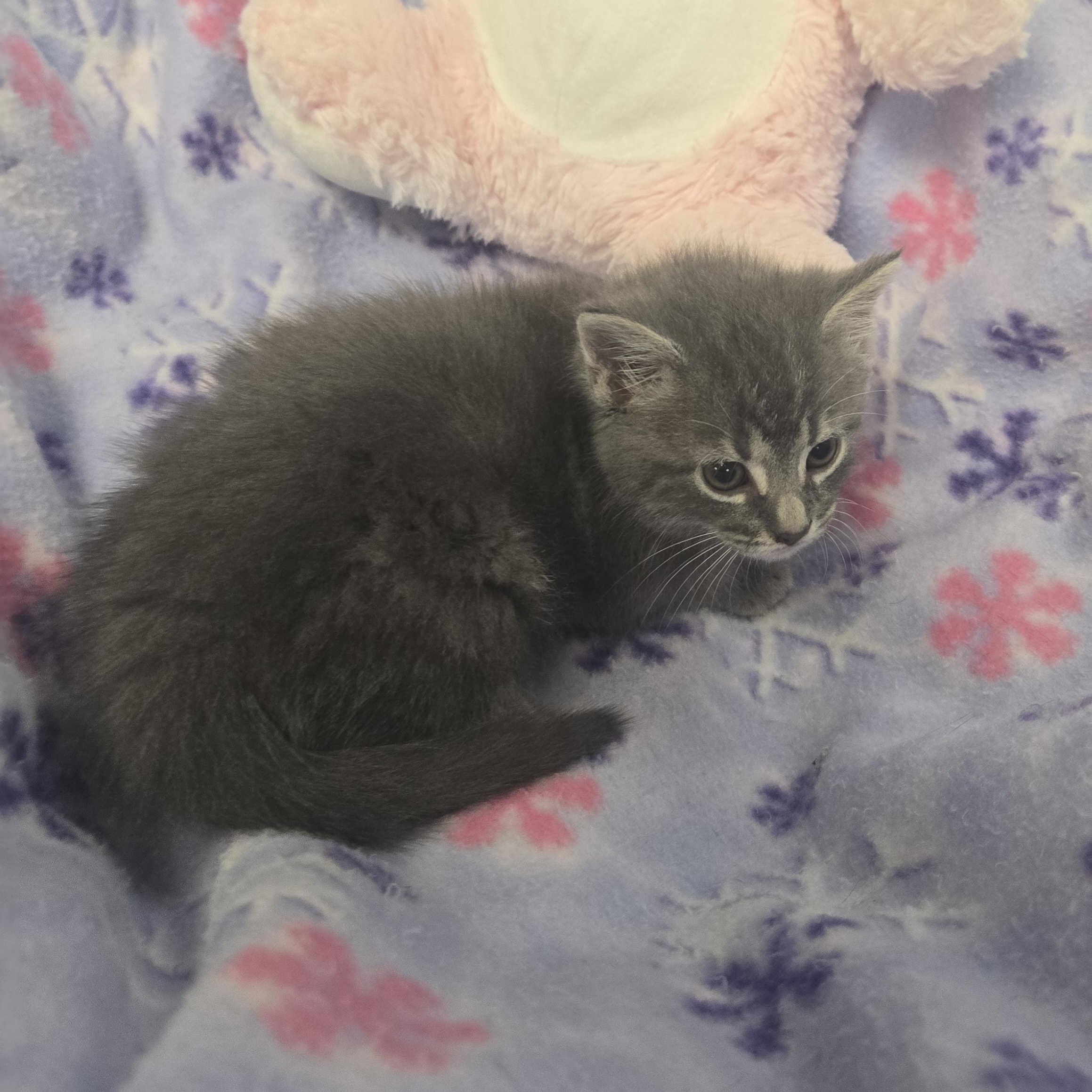 Enlarge Dru, a Adopted Domestic Long Hair in Xenia , OH image 3/6