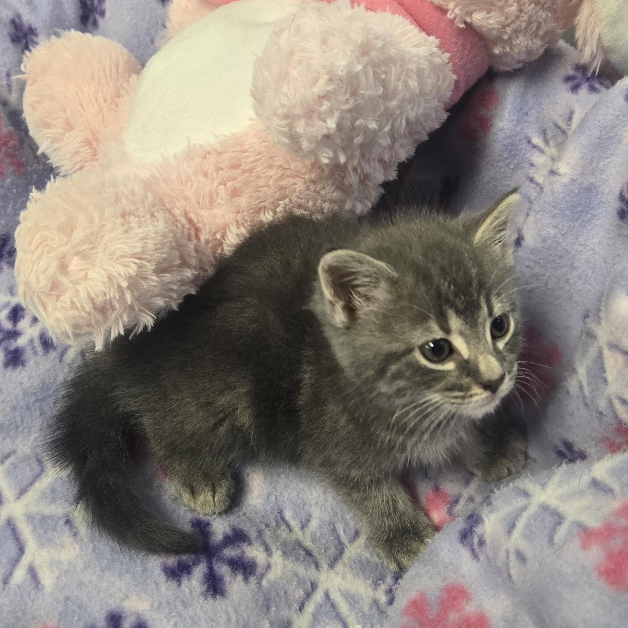 Enlarge Dru, a Adopted Domestic Long Hair in Xenia , OH image 5/6