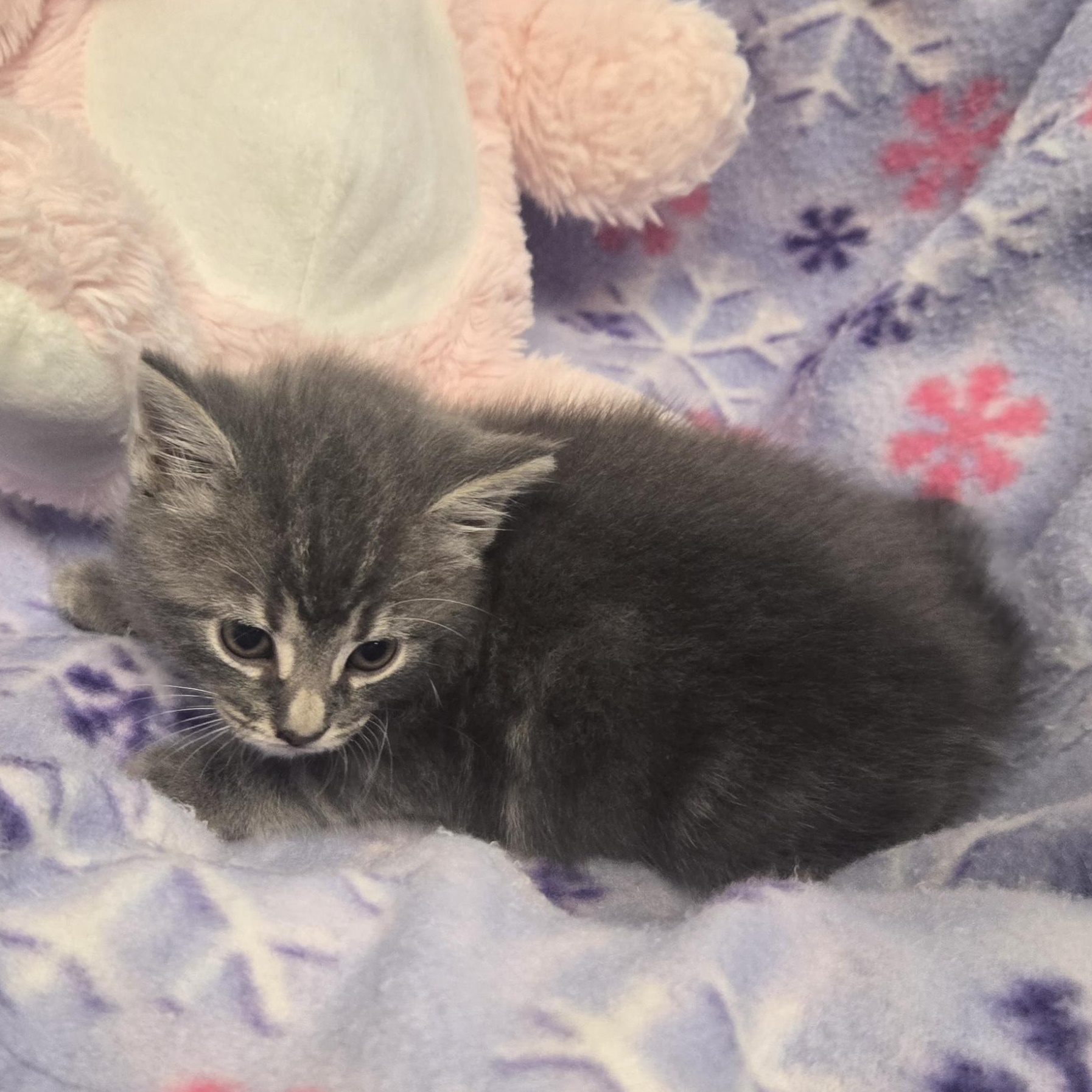 Enlarge Dru, a Adopted Domestic Long Hair in Xenia , OH image 6/6