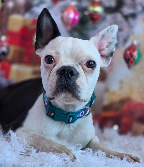 Enlarge Chance, a Adoptable Boston Terrier in Anaheim Hills, CA image 1/3