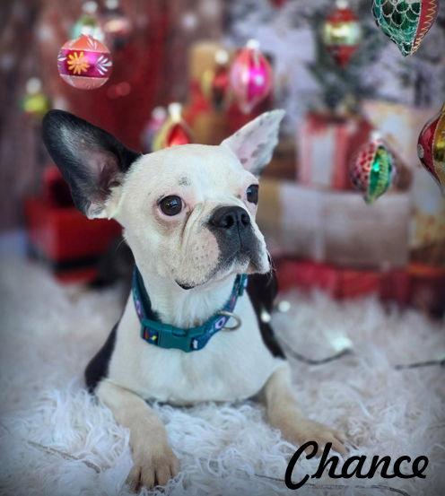 Enlarge Chance, a Adoptable Boston Terrier in Anaheim Hills, CA image 2/3