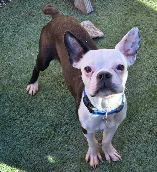Enlarge Chance, a Adoptable Boston Terrier in Anaheim Hills, CA image 3/3