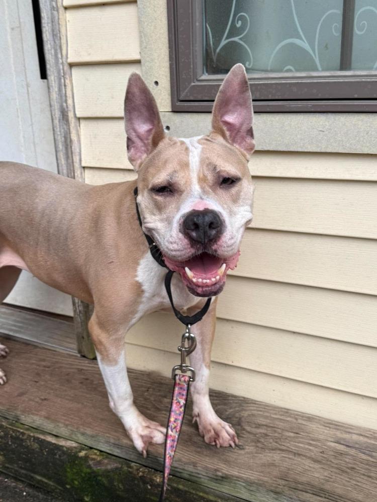 Lydia, Adoptable, Young Female American Bulldog.