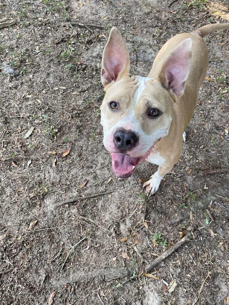 Enlarge Lydia, a Adoptable American Bulldog in Milton, FL image 1/6