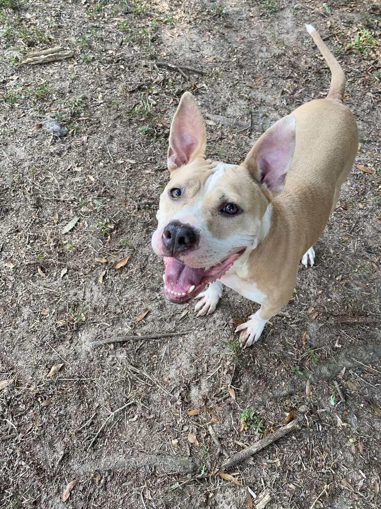 Enlarge Lydia, a Adoptable American Bulldog in Milton, FL image 2/6