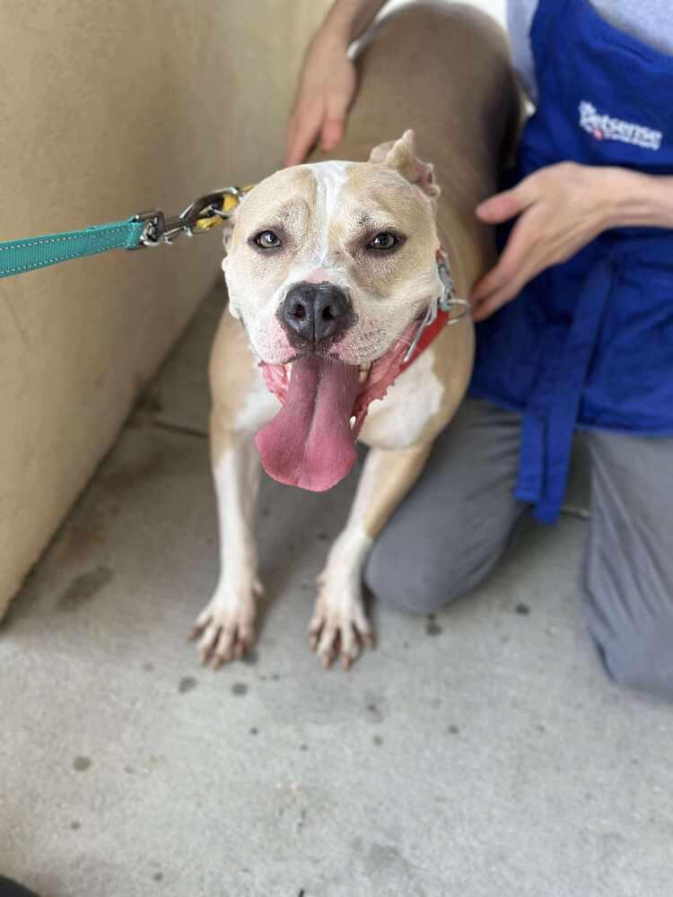 Enlarge Lydia, a Adoptable American Bulldog in Milton, FL image 3/6