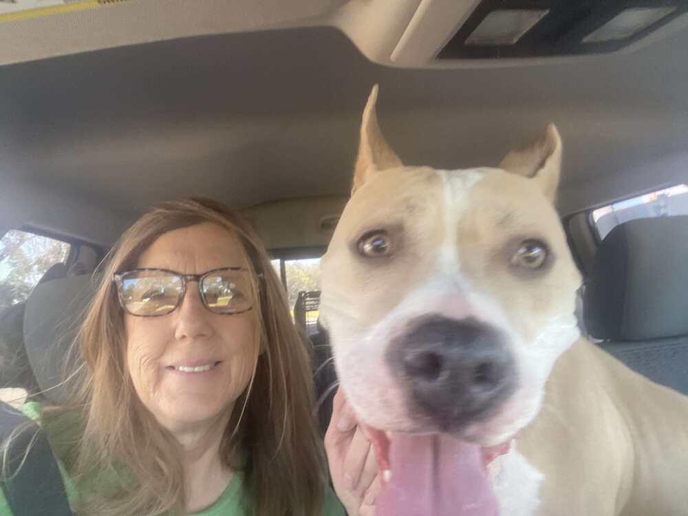 Enlarge Lydia, a Adoptable American Bulldog in Milton, FL image 4/6