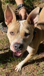 Enlarge Lydia, a Adoptable American Bulldog in Milton, FL image 5/6