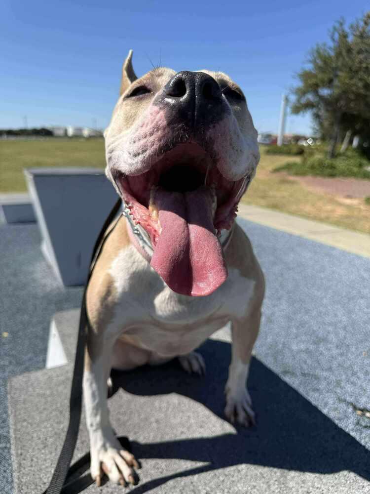 Lydia, Adoptable, Young Female American Bulldog.