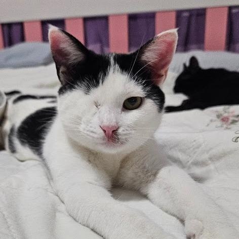 Lizzie, Adoptable, Kitten Female Domestic Short Hair.