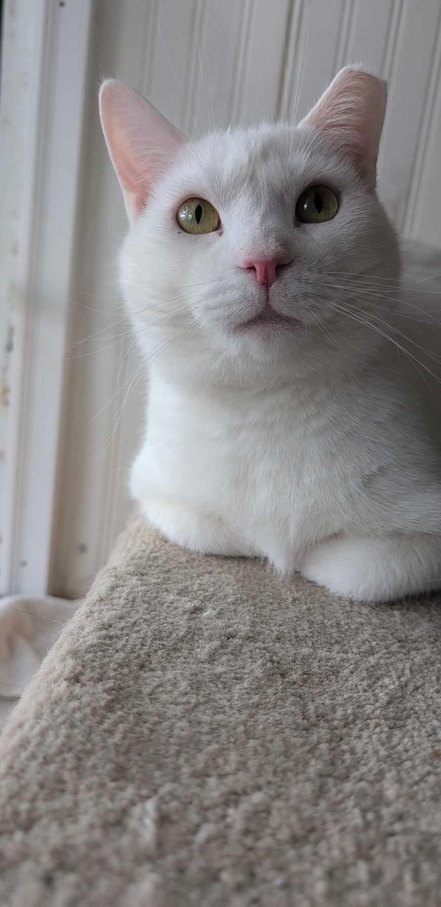 Yeti, Adopted, Adult Male Domestic Short Hair.