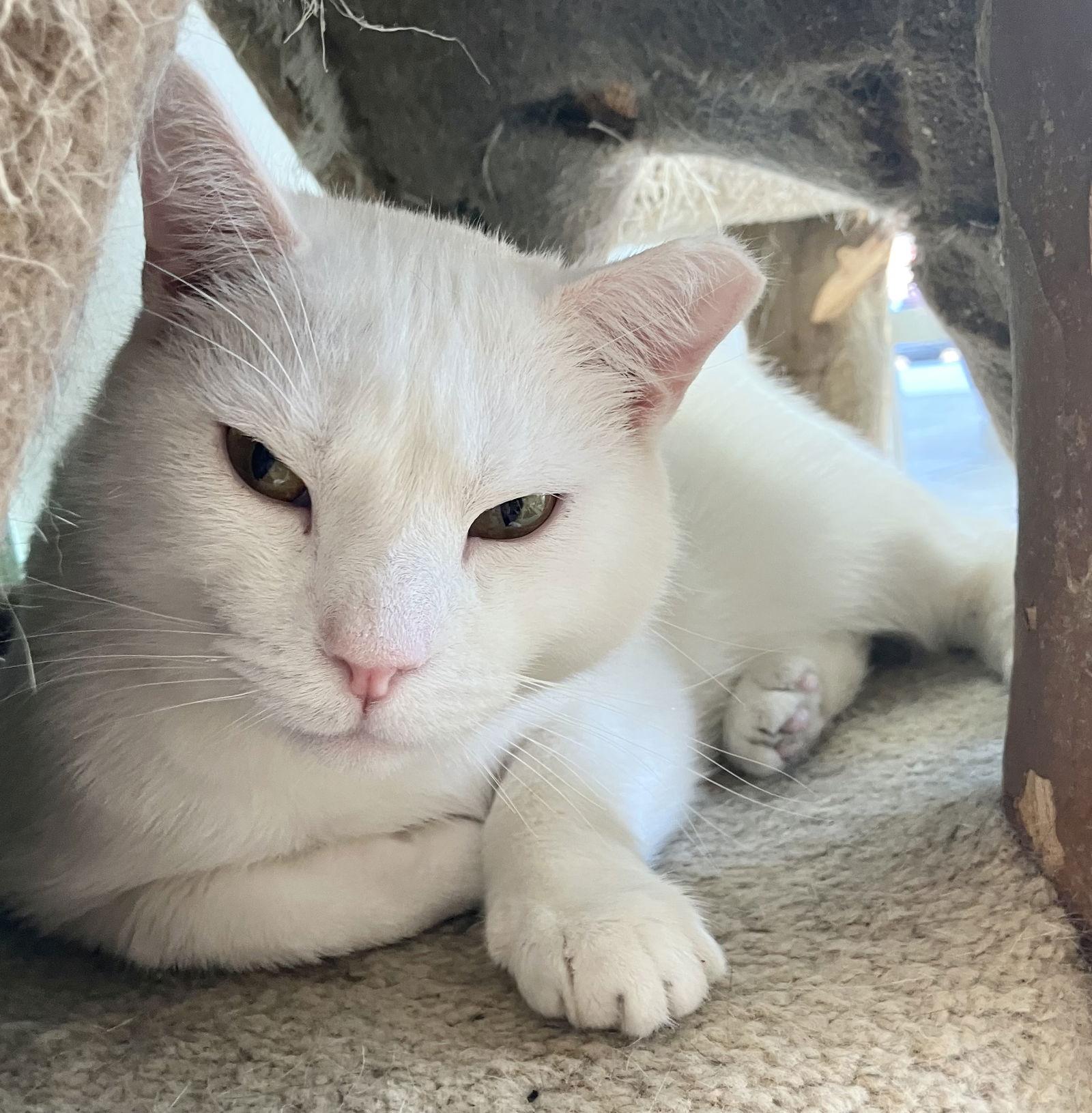 Yeti, a Adopted Domestic Short Hair in Dublin, OH image 2/3